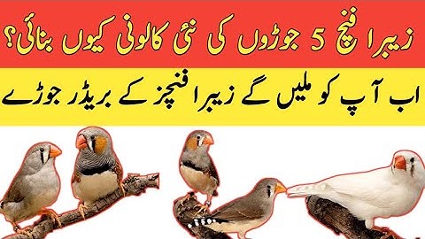 Zebra Finch 5 Pair Colony | Finches Aviary | Mini Zoo