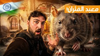 فيران بكل مكان! دخلت أغرب معبد بالعالم 🤦‍♂️😳🐀