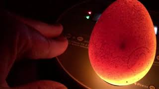 Candling turkey eggs