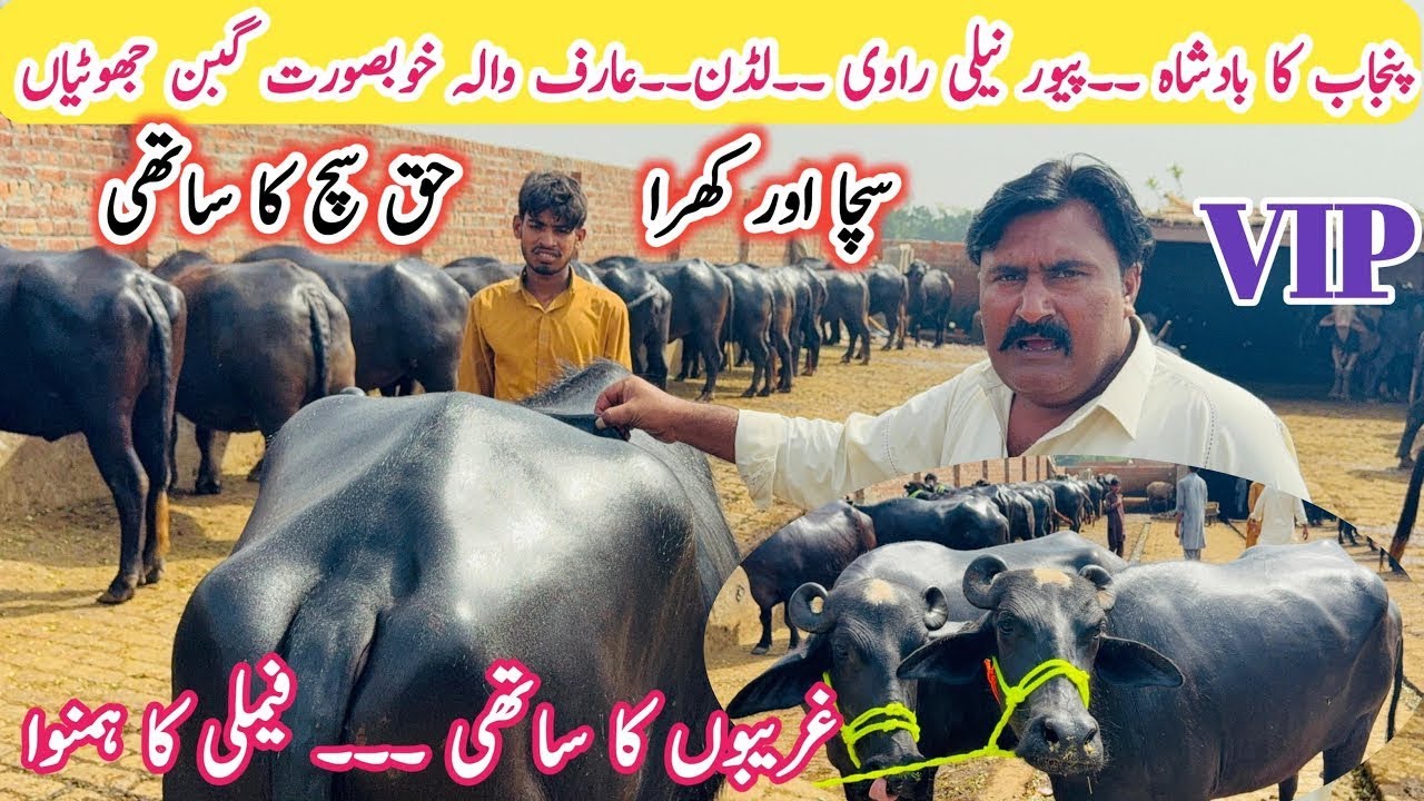 Pakistan's Best Neli Ravi Buffaloes Dairy Farm | Abdullah Katta Farm  | Gabban Jhotian Farming