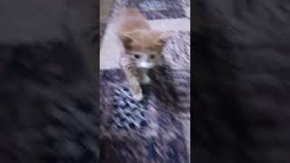 #cat #kedi #kitten #gatta #catshort