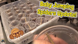The Baby Jumping Spiders are Growing Up! - How We Set Up Their Individual Containers 🕷