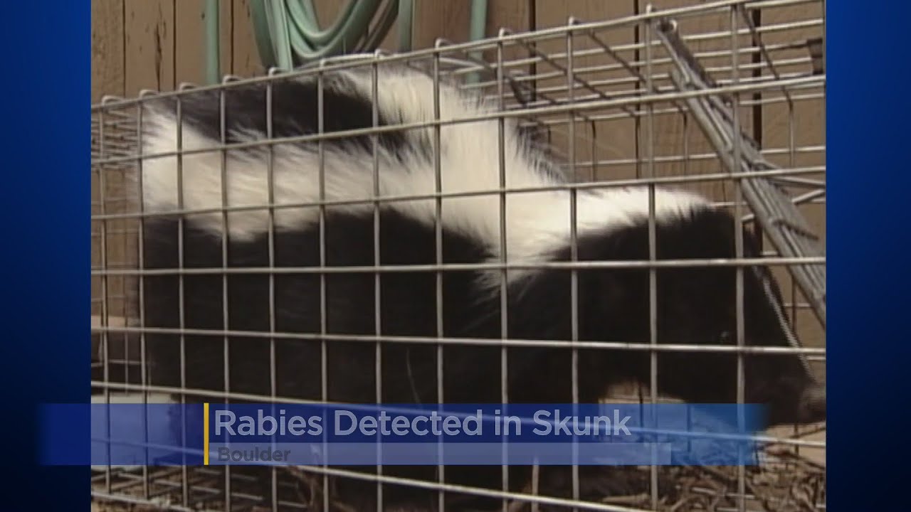 Rabies Detected In Skunk In Boulder County