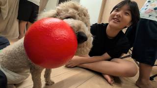 ボールは僕のもの!絶対に渡さないぞ!ぶーちゃん