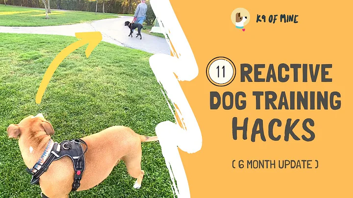 11 Reactive Dog Training Hacks: Walking a Dog Who Barks & Lunges