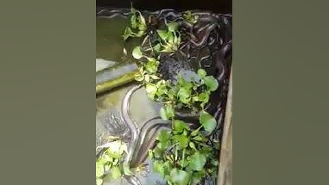 Trại Nuôi Rắn Ri Cá - Bến Tre