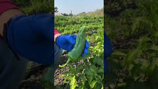 Harvesting Peppers - Anaheim