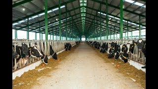 Atena Ferması Haqqında Sujet