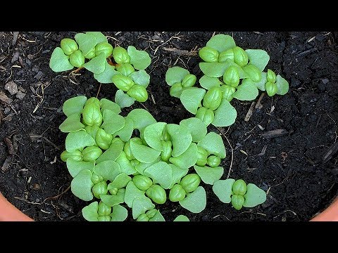 Video: Yunan Cüce Fesleğen – Bahçelerde Yunan Fesleğen Yetiştirmek İçin İpuçları