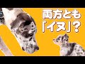 体重が30倍なのに同じ「イヌ」なのおかしくない?#69