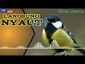 Masteran Kicau Mania Paling Efektif Buat Murai Kacer Cucak Hijau Dll Mp3 - Mp4 Download