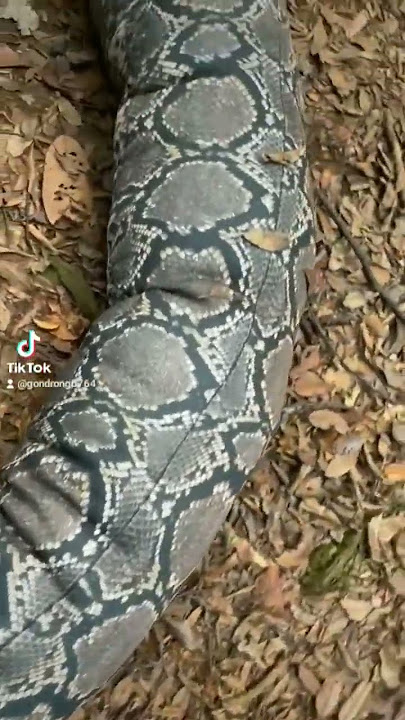 Wujud Ratu Ular NYIBLORONG