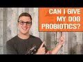 The Ultimate Guide to Probiotics for Dogs: Benefits, Choosing the Right Probiotic, and Boosting Your Dog's Immune System