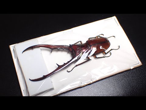 ナカジ　クワガタ標本 オオクワガタ♂62＋♀43（クワガタ標本） | オオクワ京都昆虫館