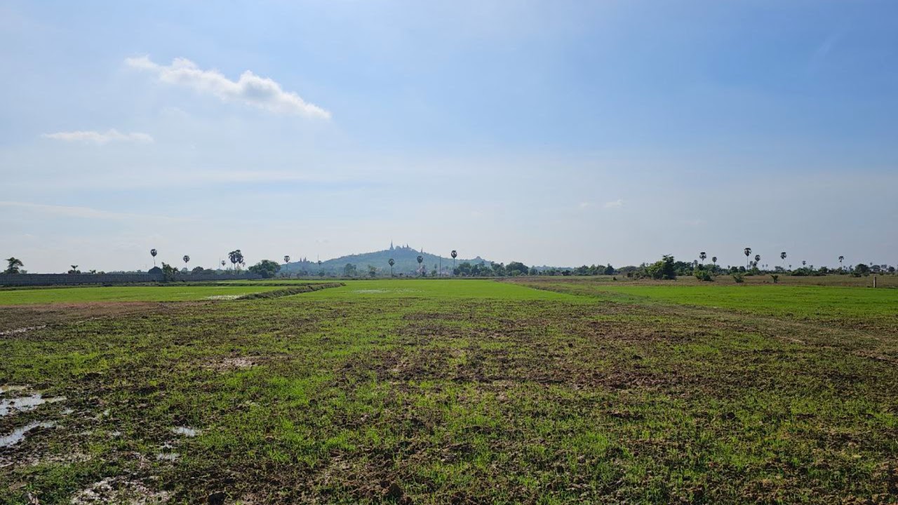 Daily Life of Cute Kittens (LIVE)