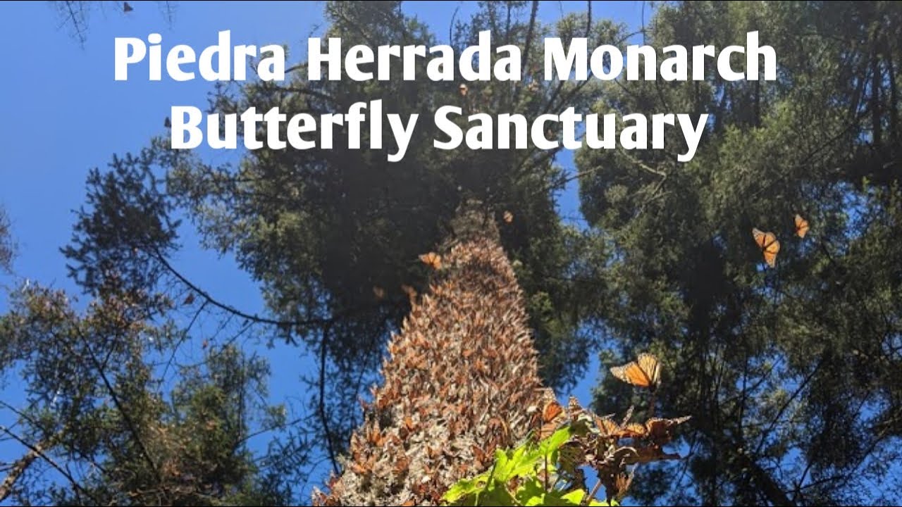 Santuario Piedra Herrada Monarch Butterflies Sanctuary Temascaltepec