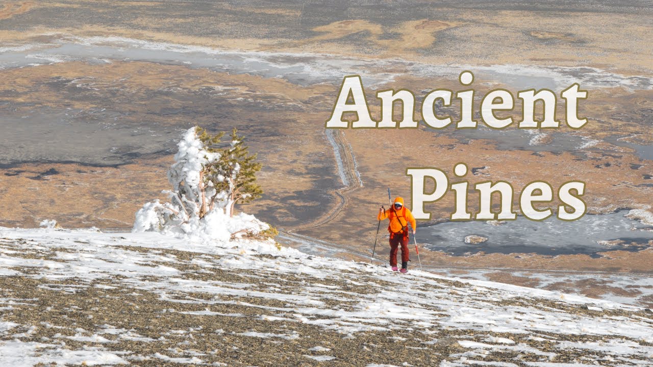 Skiing the Basin | The Rime of the Ancient Pine Skier