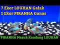 PIRANHA Masuk Kandang Ikan LOUHAN