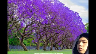 Jacaranda Chaos!!   Perth jacaranda festival vlog