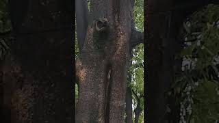 how squirrel 🐿️ protect itself in rain ☔😘#viral#trending#shots#fun#squirrel#tree#shelter#water#rain