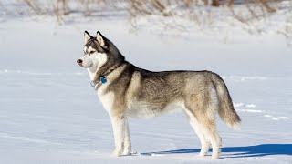 A Celebration of Siberian Husky Achievements by USA Pup Patrol 2 views 6 days ago 4 minutes, 19 seconds