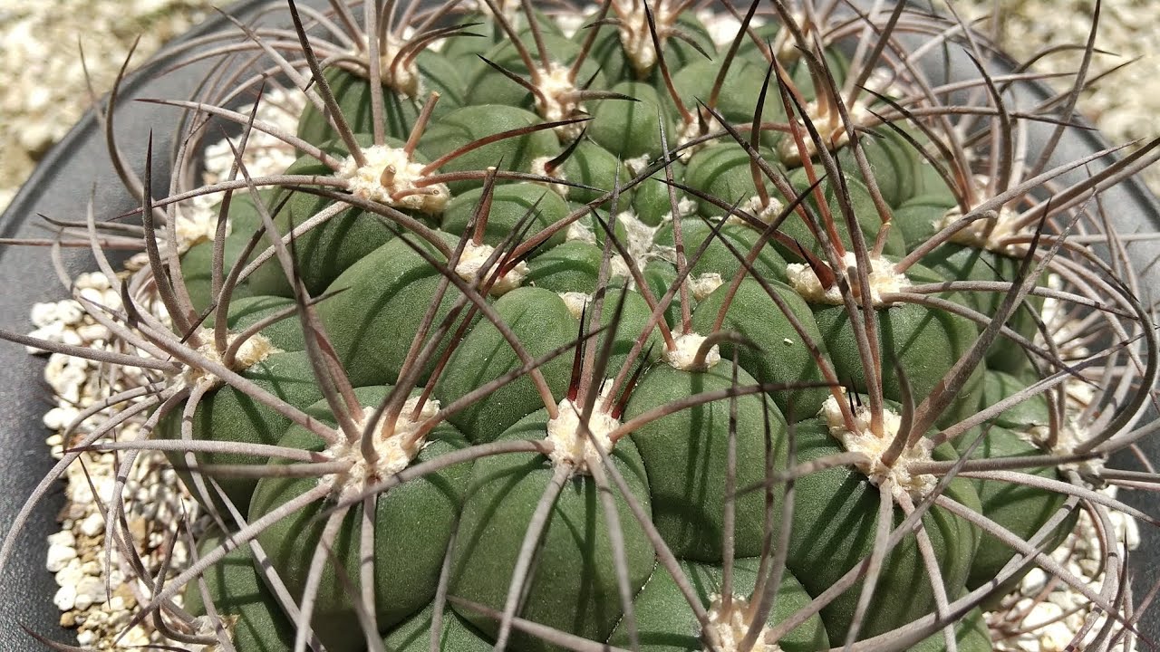 サボテンの植え替え ギムノカリキウム属：新天地 ご参考まで (Gymnocalycium saglionis)