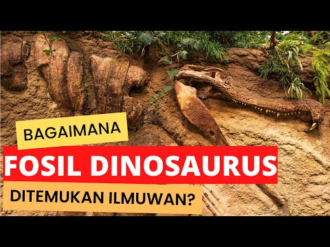 Video: Bagaimana ahli paleontologi menggali fosil?