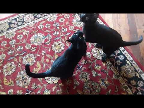 Video: Why Are Cats Credited With Magical Abilities - Alternative View