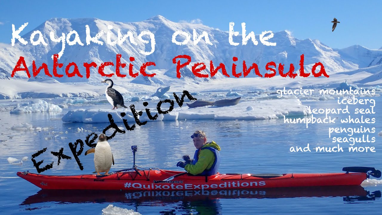 Kajaktouren in der Antarktis: Paddeln im Eis mit Pinguinen, Robben, Walen und Seeleoparden