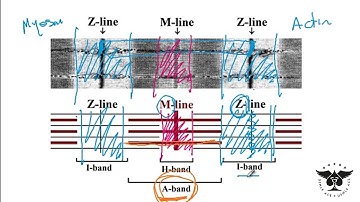 Sarcomere, Skeletal muscle, Smooth muscle, Sarcoplasmic etc... - USMLE Step 1 Ace