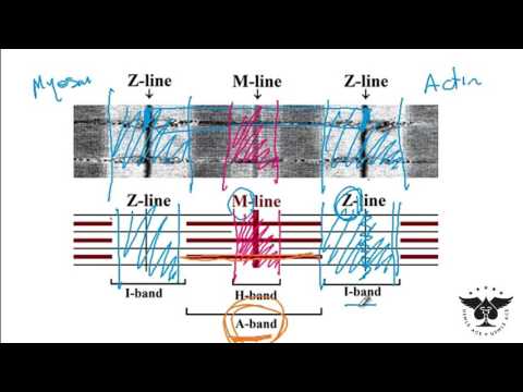 Sarcomere, Skeletal muscle,