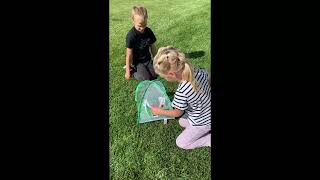 Insect Lore Butterfly Farm - Live Cup of 5 Caterpillars, Reusable Habitat, STEM Butterfly Activity