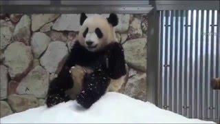 Смешные животные | Танцы панды Смешные животные | Танцы панды