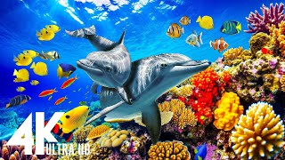 ?? Escape to a Tranquil Underwater Paradise with 4K Ultra HD(60fps) Sea Life Video & Relaxing Music