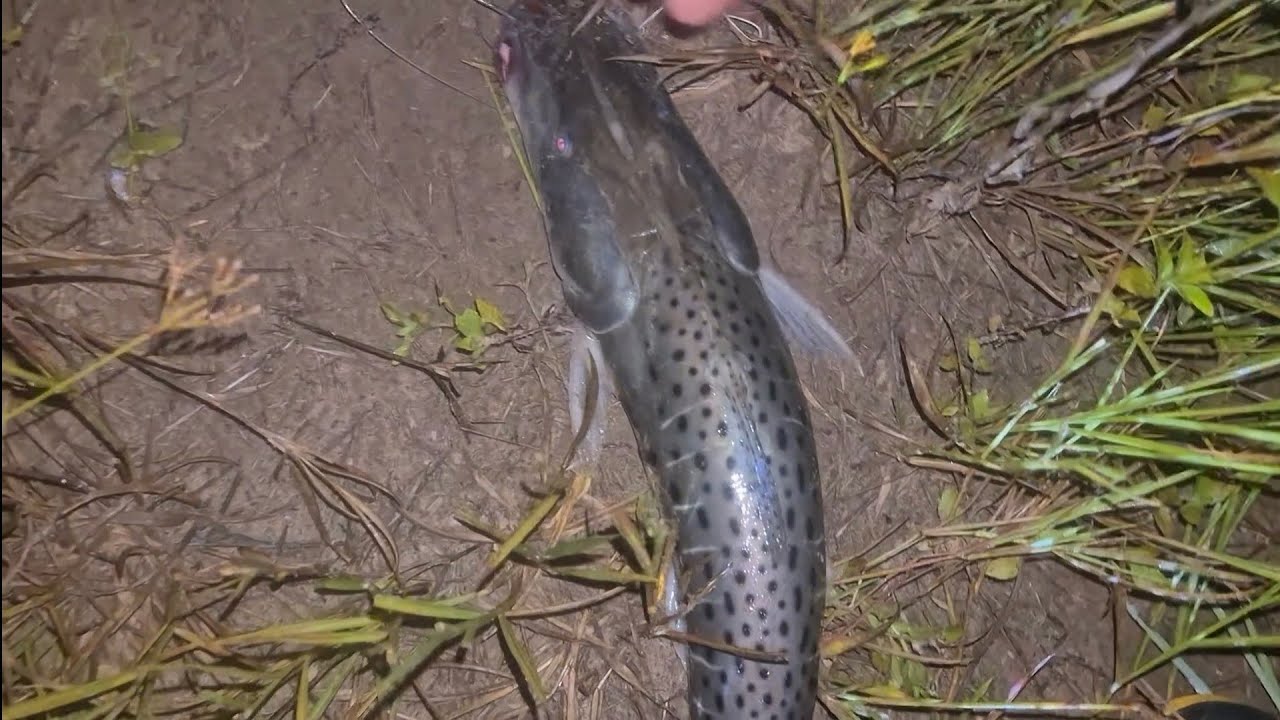 PESCARIA FOI SOFRIDA MAIS OS BRUTOS VEIO!!!!!