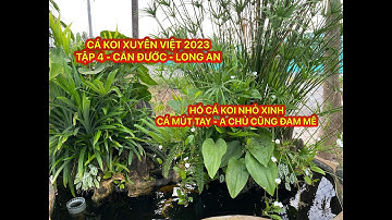 TẬP 4 - CÁ KOI XUYÊN VIỆT 2023 - HỒ CÁ KOI NHỎ XINH - CÁ MÚT TAY ANH CHỦ ĐAM MÊ - LONG AN