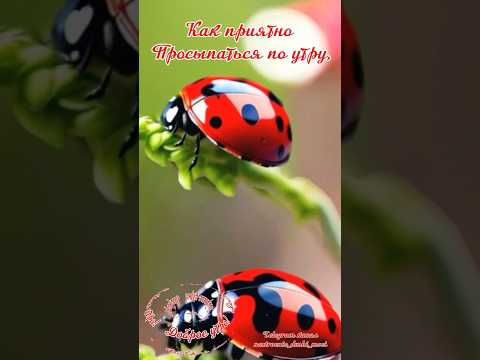 #длявасдрузья #музыкальнаяоткрытка #доброеутро #видеоролики #люблю #доброеутрооткрытки