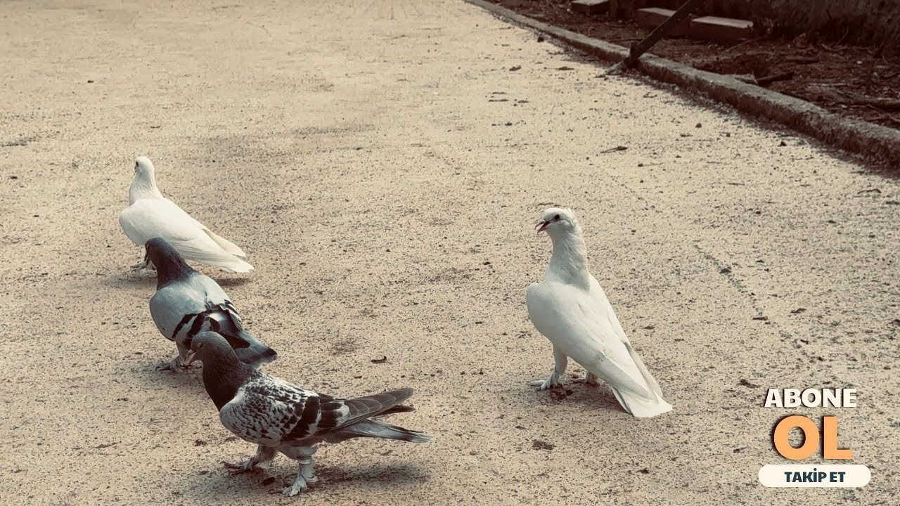 2 Saat Üzerinde Uçan Şekeri! 45 Dakikalık Heyecan Dolu uçum Videosu.