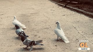 : 2 Saat "Uzerinde Ucan Sekeri! 45 Dakikalik Heyecan Dolu ucum Videosu.