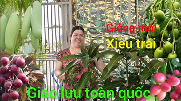 1/12 GL .Cây ăn trái .đủ loại nhiều giống .mới lạ xiêu trái#lh0398186607# bao Síp ...