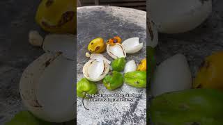 Salsa de habanero rica y fácil! #salsasderancho #mexico #alsazondelracho #recetasmexicanas