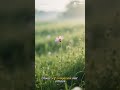 #virgo #october #capcut #tarot #shortsfeed #shortvideo #2025 #astrology #shorts