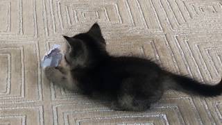 Kitten Playing | Cute Cats Funny by Selçuk Engin 204 views 3 years ago 45 seconds