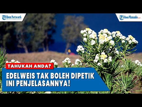 Video: Apa yang ada di pergunungan bunya?