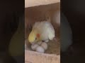 اسباب هجر الكوكتيل للبيض