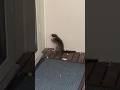 جانور کیسه داری به نام پاسم Possum بعد از کانگورو و کوالا سومین حیوان بومی استرالیا Australia جانور کیسه داری به نام پاسم Possum بعد از کانگورو و کوالا سومین حیوان بومی استرالیا Australia