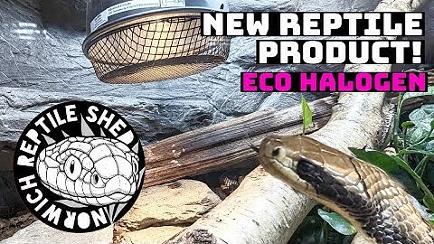 New Basking Lamp for My False Water Cobra! Eco Halogen by Reptile Systems