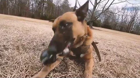 CMPD K9 Ghost
