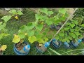 How to grow cucumbers to produce a lot of fruit in pot at home