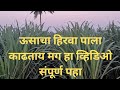 ऊसाचा हिरवा पाला काढताय मग हा व्हिडिओ संपूर्ण पहा 